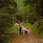 Pastore sul sentiero nell'Ossola - Foto G. Pedretti